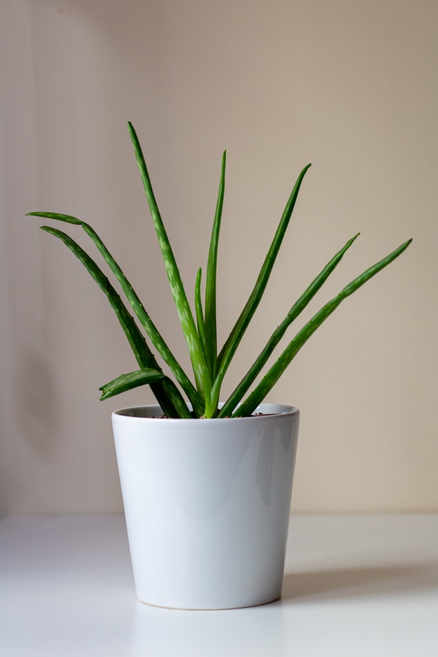 aloe vera cover