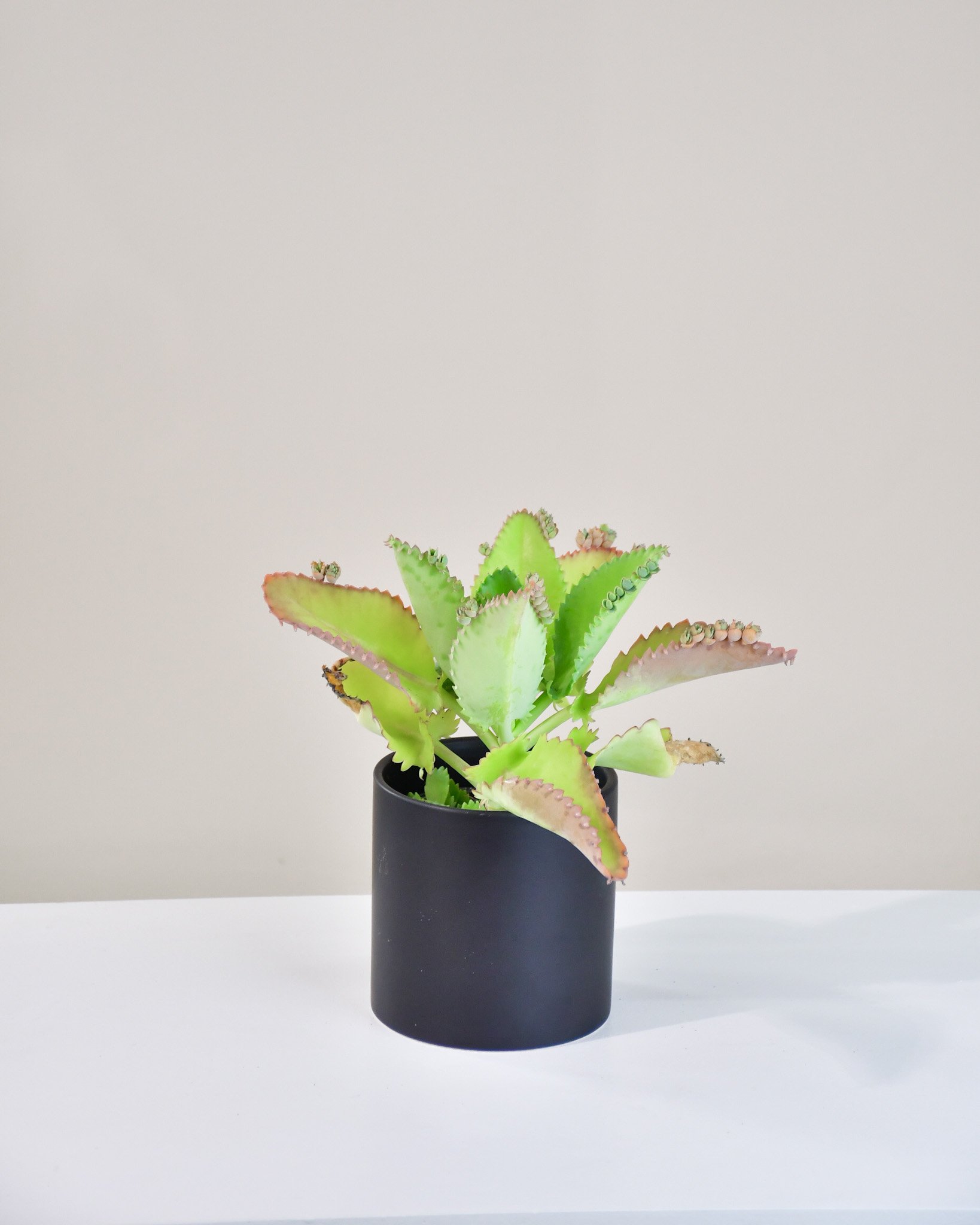 kalanchoe cover