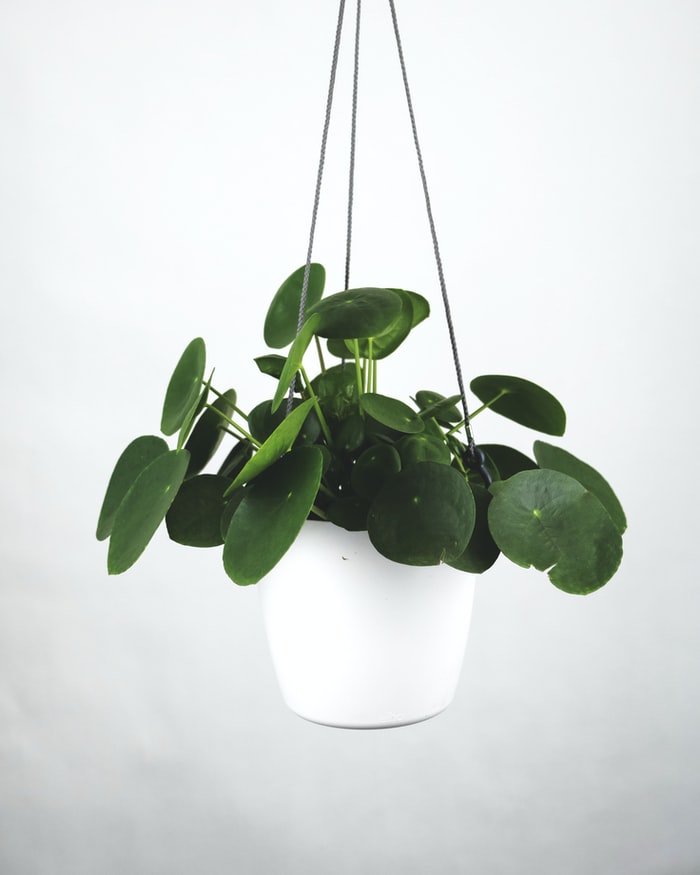 pilea cover