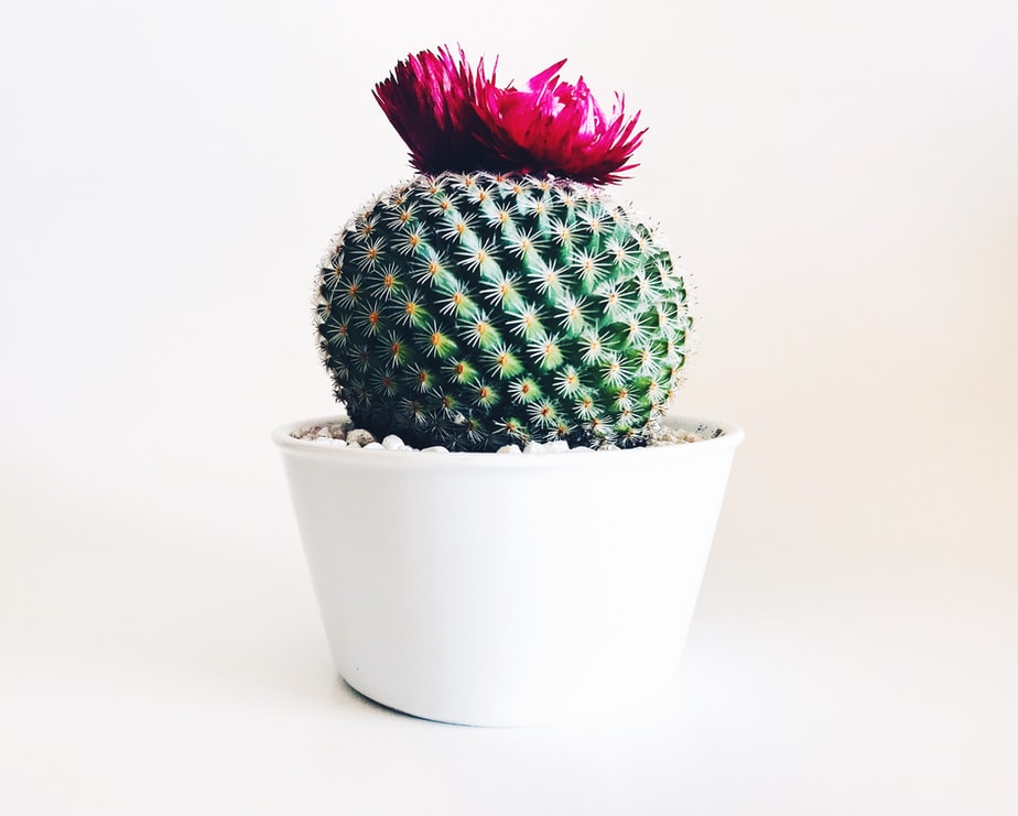 cactus rebutia cover